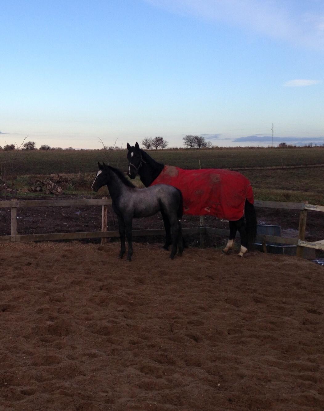 Holstener Le Caméléon Du Classé billede 5