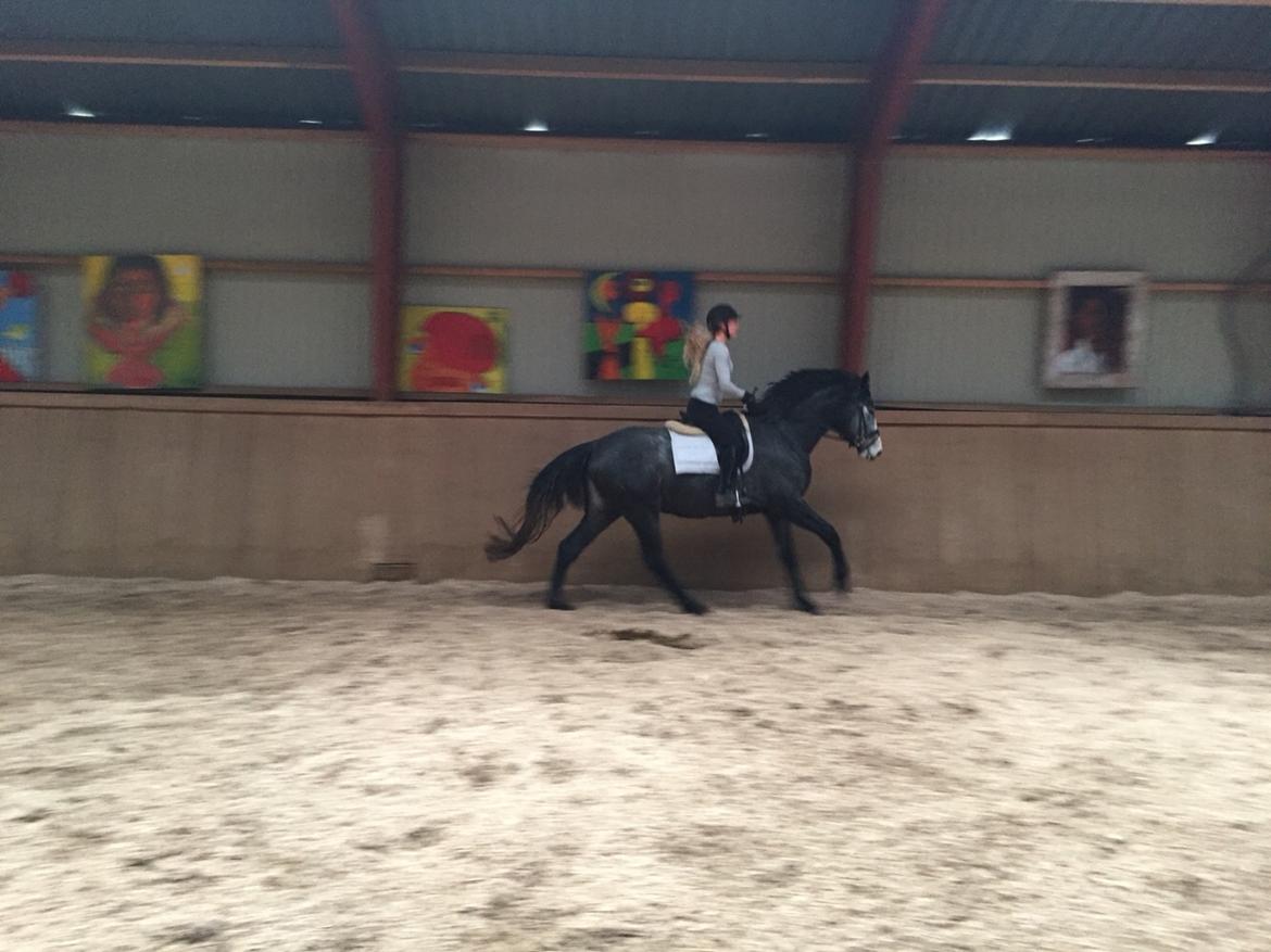 Holstener Le Caméléon Du Classé billede 14