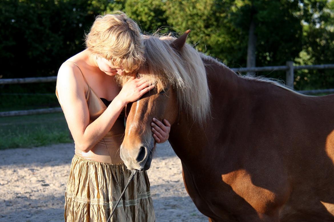 Islænder Trausti fra Gingsholm<3 - Der er ingen jeg elsker mere end dig! <3 Foto: AJM Foto 09.08.15 billede 7