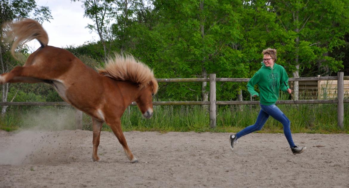 Islænder Trausti fra Gingsholm<3 - Jubiii! <3 Foto: Lærke Dalmose 08.06.15 billede 17