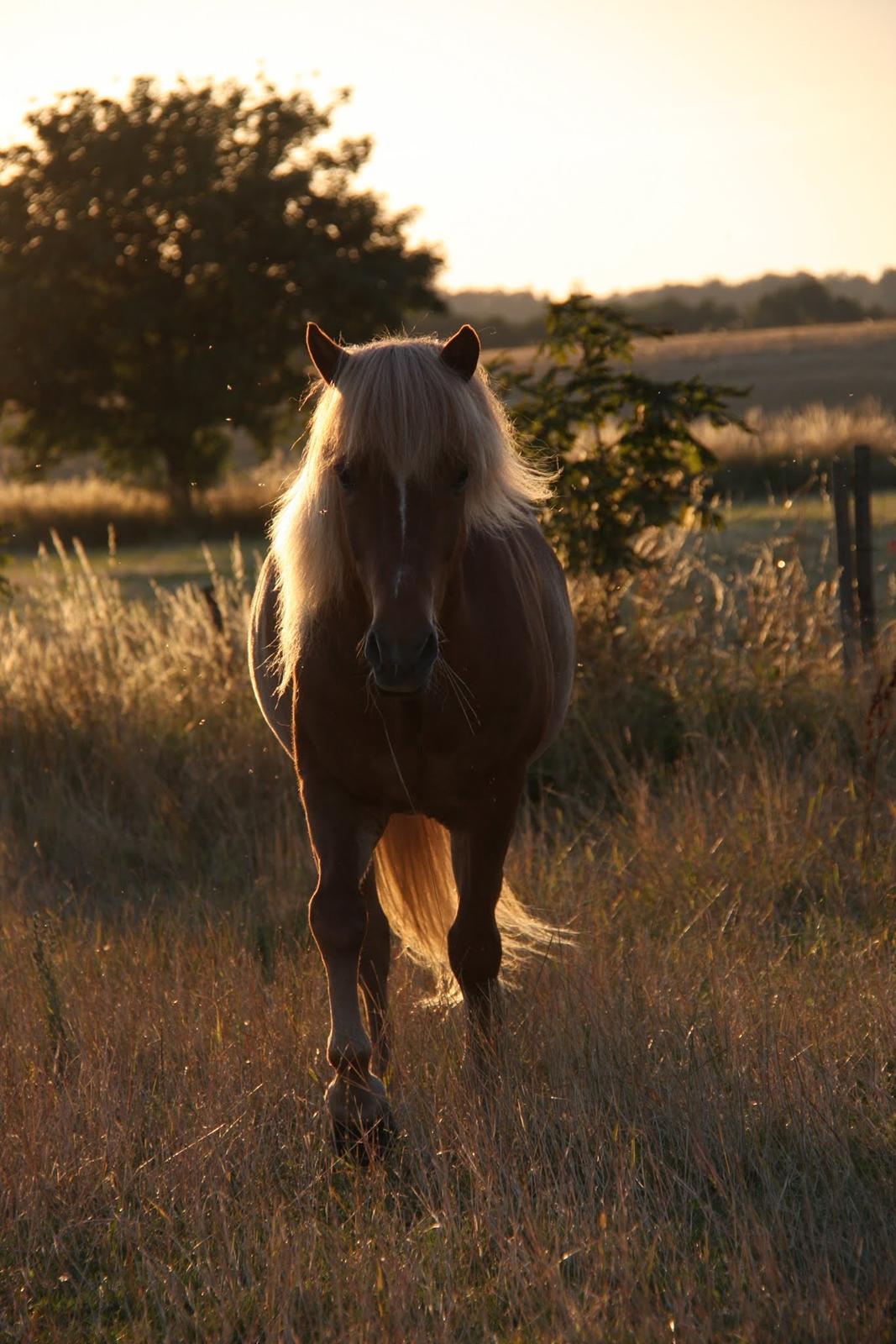 Islænder Trausti fra Gingsholm<3 - Golden <3 Foto AJM Foto 09.08.15 billede 5