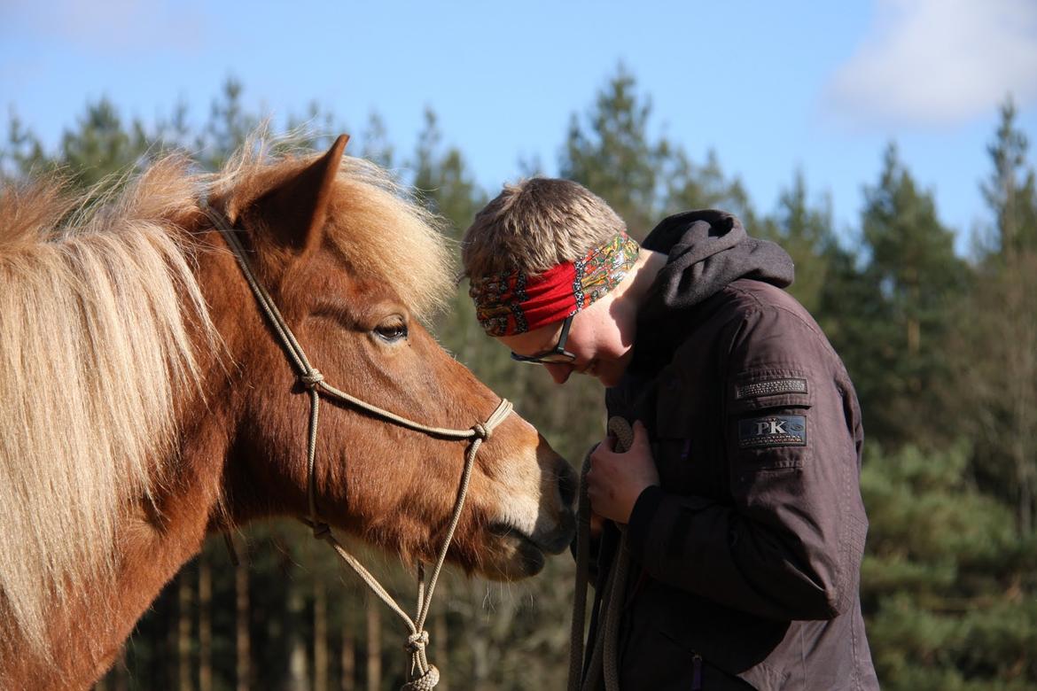 Islænder Trausti fra Gingsholm<3 - "It's like you're my mirror, my mirror staring back at me" <3 Foto: AJM Foto 23.03.15 billede 9