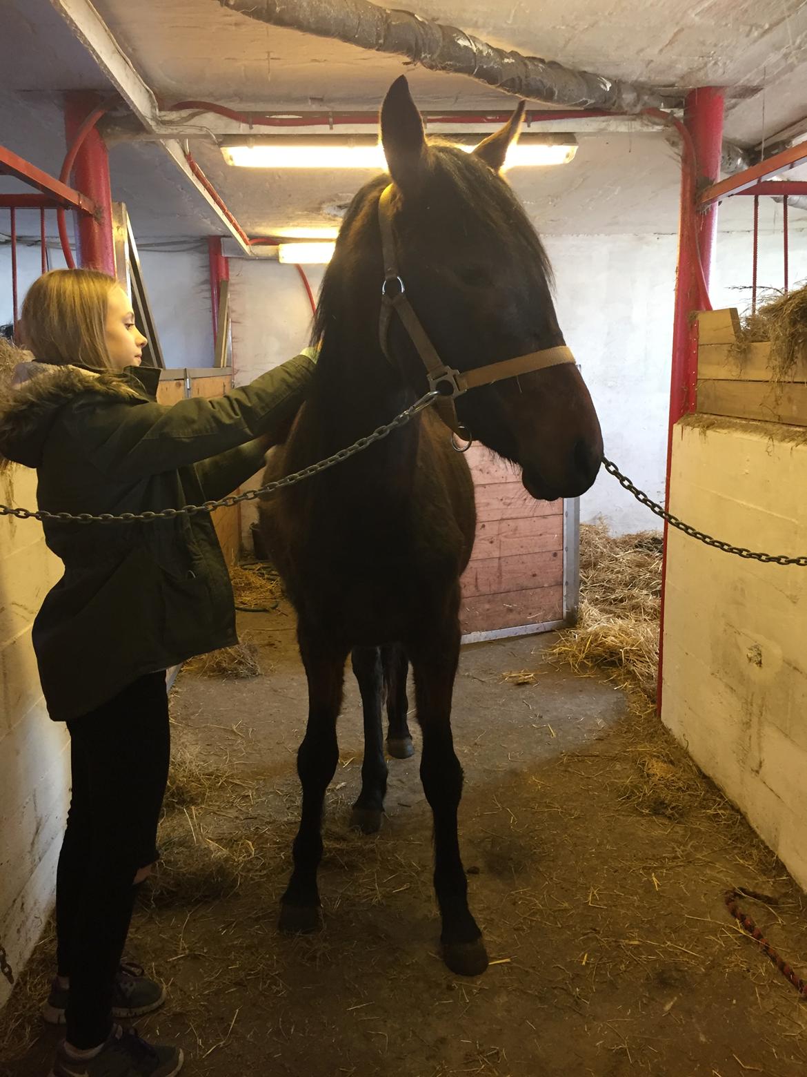 Anden særlig race Tessa - Januar 2016 billede 18