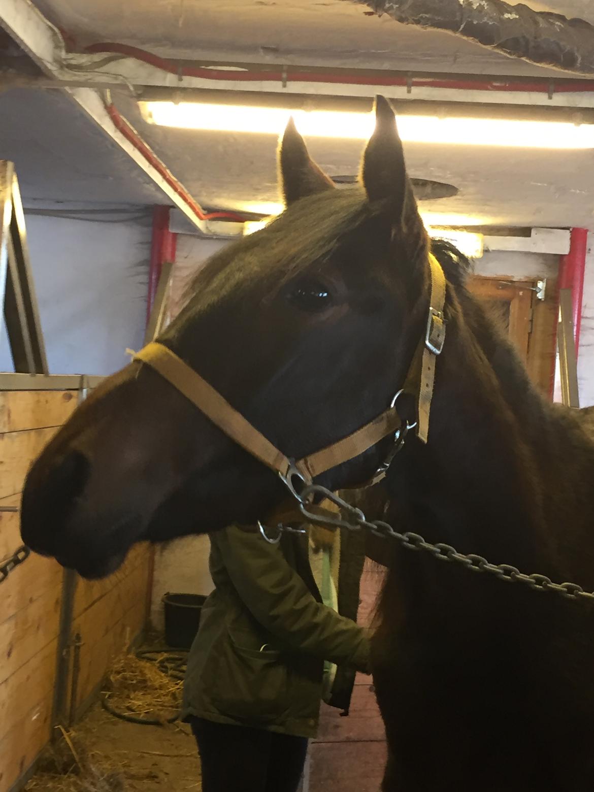 Anden særlig race Tessa - Januar 2016 billede 19