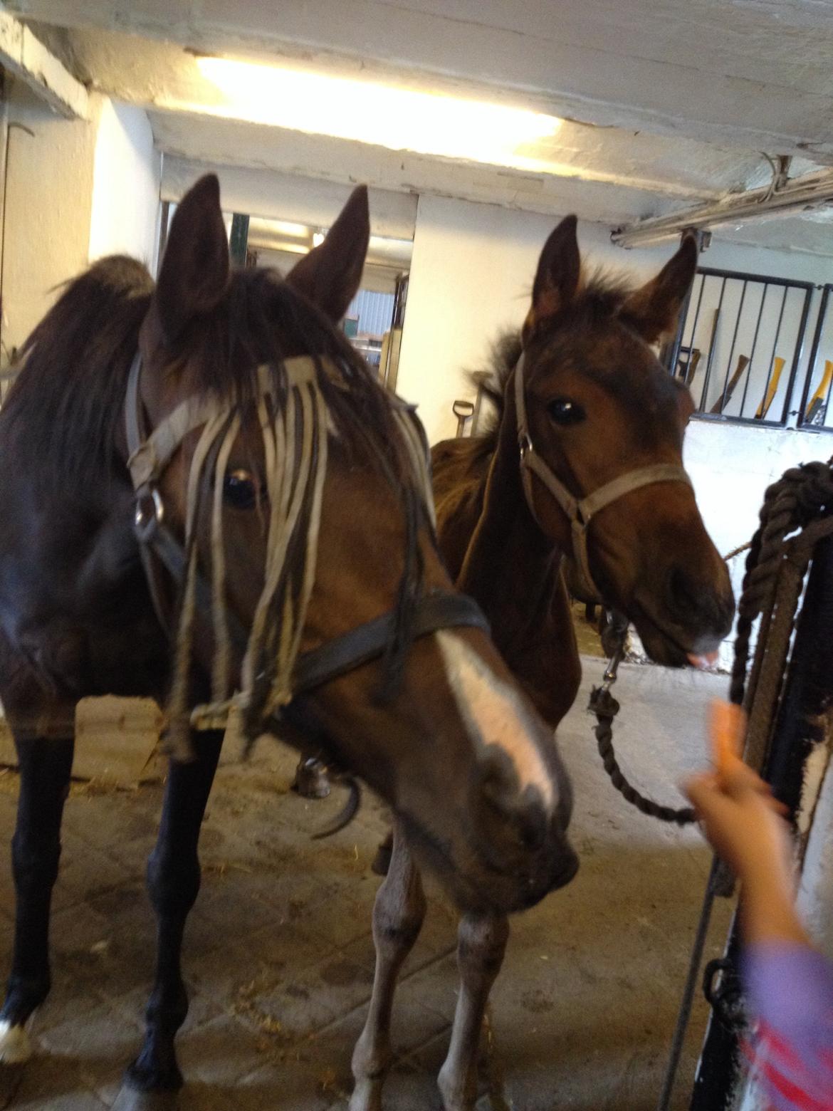 Anden særlig race Tessa billede 20