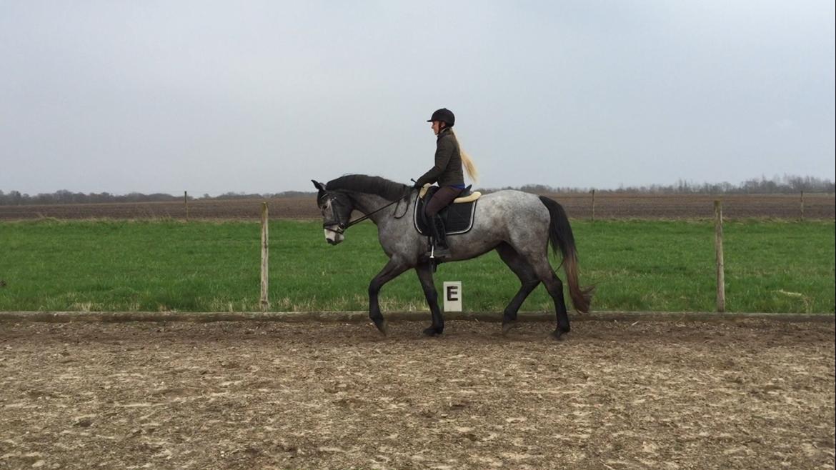 Holstener Le Caméléon Du Classé billede 19