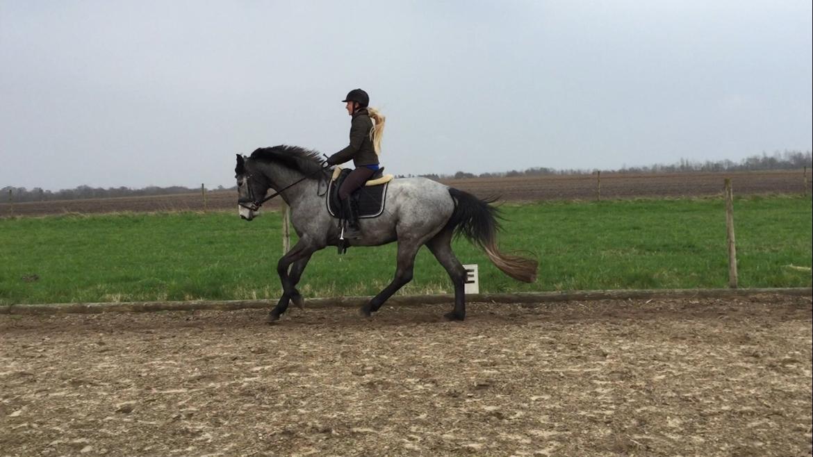 Holstener Le Caméléon Du Classé billede 20