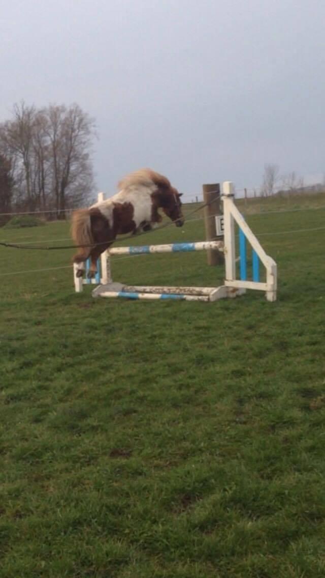 Shetlænder Tarzan - løsspring:))) billede 12