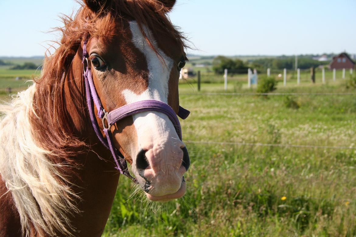 Anden særlig race Castello (Pølle) billede 1