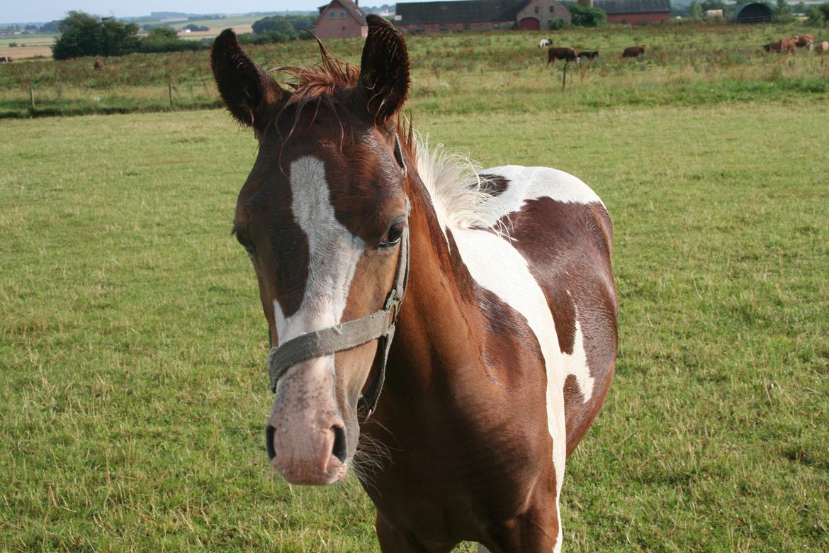 Anden særlig race Castello (Pølle) billede 2