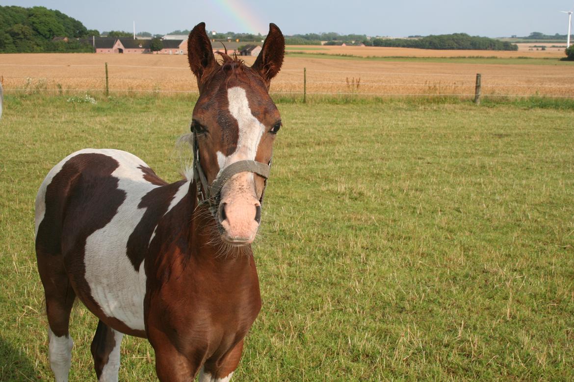 Anden særlig race Castello (Pølle) billede 3