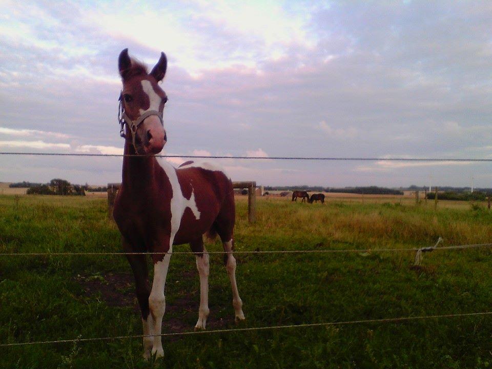 Anden særlig race Castello (Pølle) billede 6