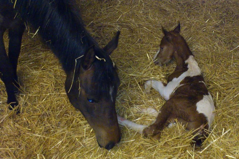 Anden særlig race Castello (Pølle) billede 7