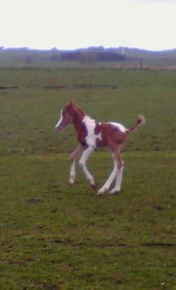 Anden særlig race Castello (Pølle) billede 10