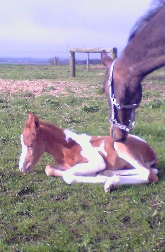 Anden særlig race Castello (Pølle) billede 11