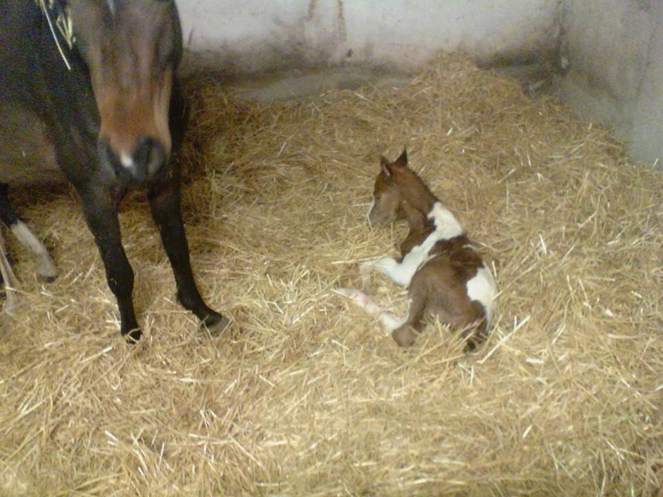 Anden særlig race Castello (Pølle) billede 12