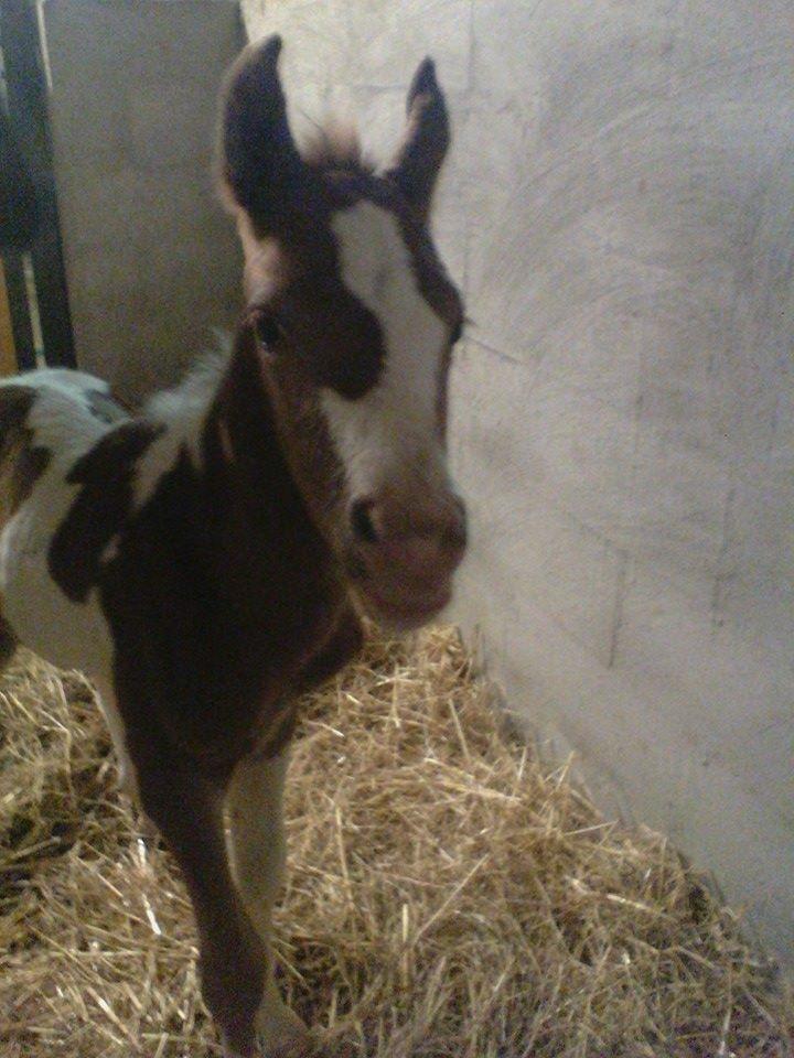 Anden særlig race Castello (Pølle) billede 13