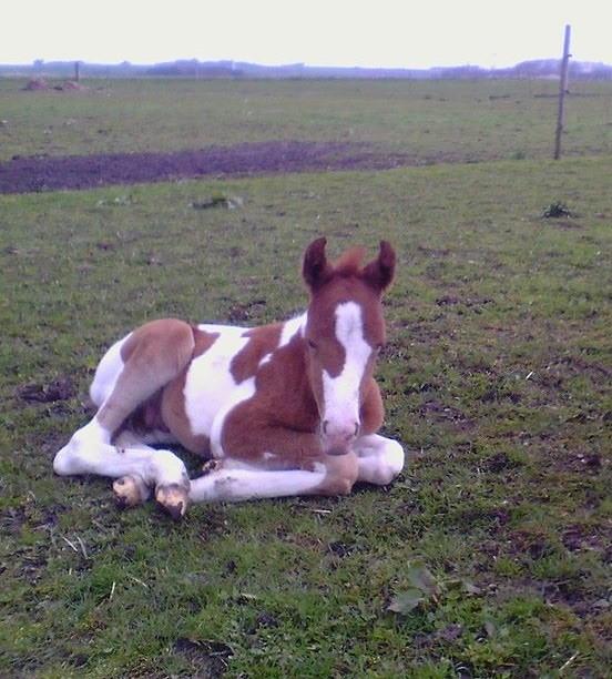 Anden særlig race Castello (Pølle) billede 14