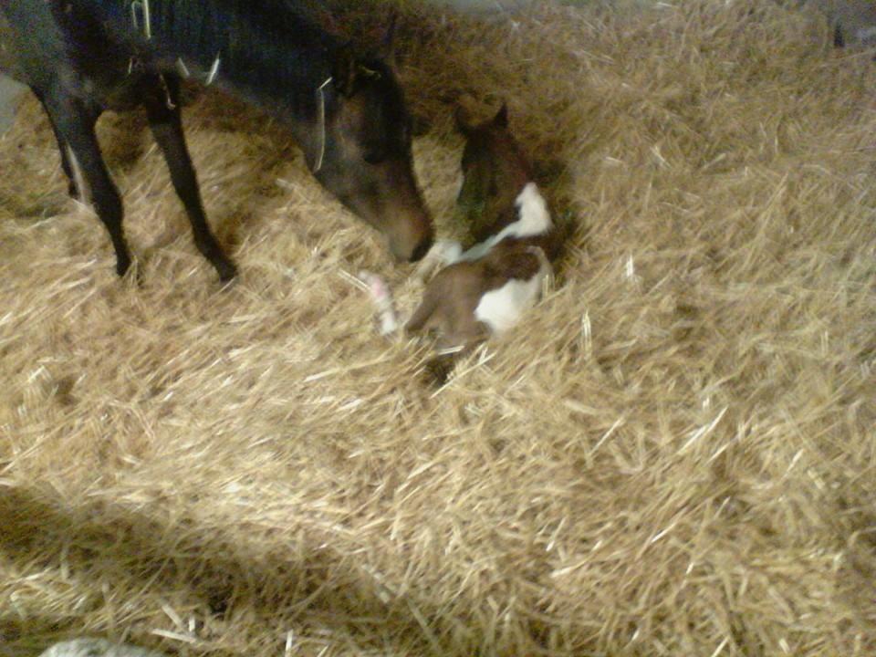 Anden særlig race Castello (Pølle) billede 15