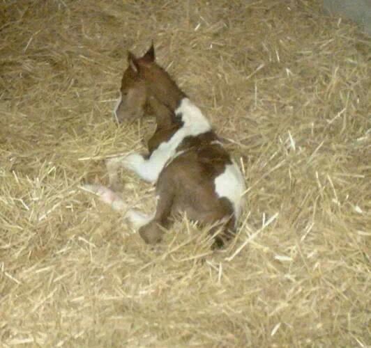 Anden særlig race Castello (Pølle) billede 8