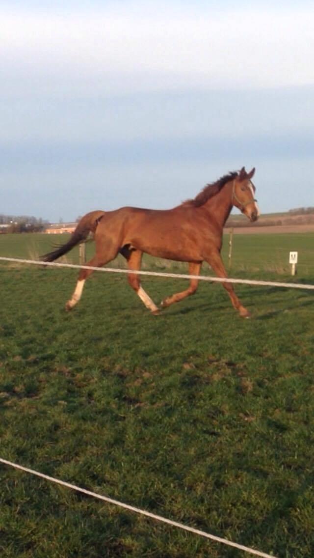 Dansk Varmblod Elektro billede 8