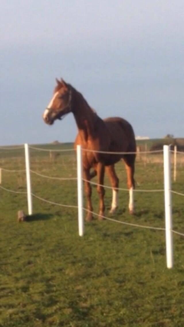 Dansk Varmblod Elektro billede 19