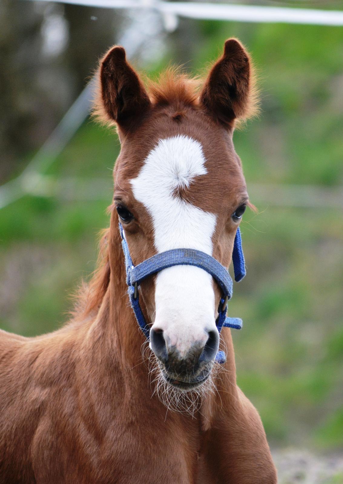 DSP Lykkebo Césanne billede 16