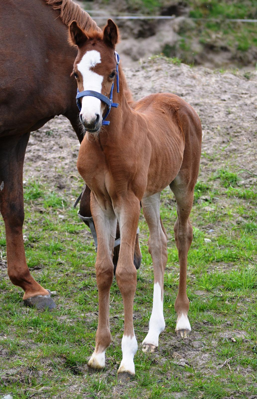DSP Lykkebo Césanne billede 17