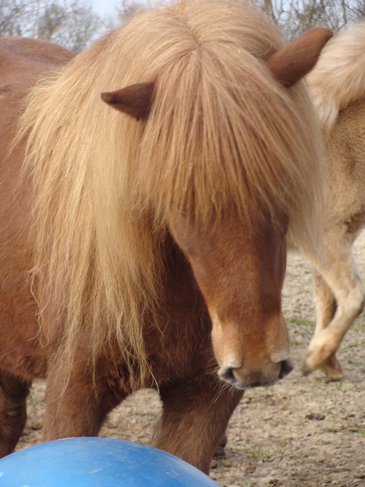 Islænder Skutla fra Anglesey billede 12