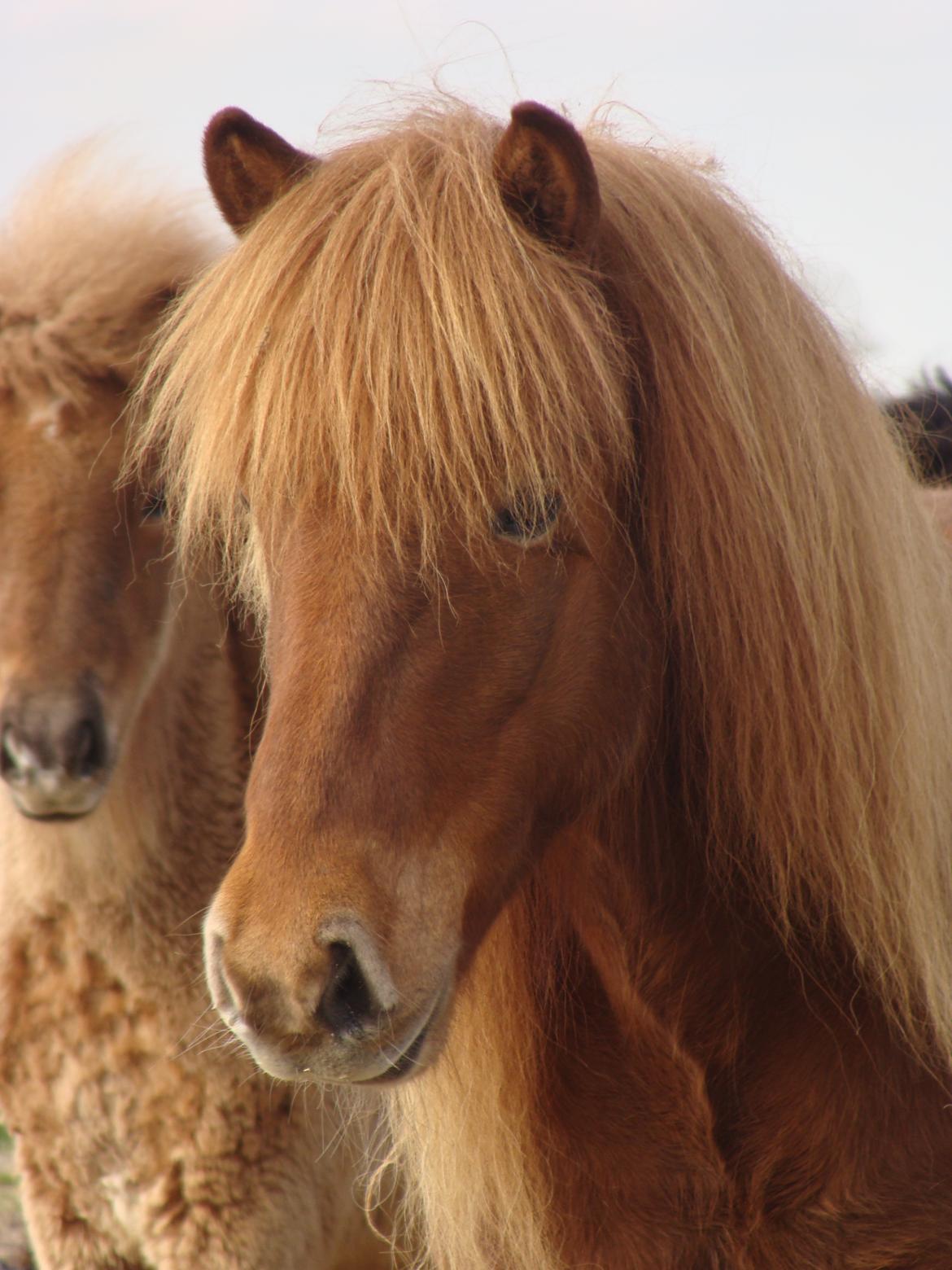 Islænder Skutla fra Anglesey billede 2
