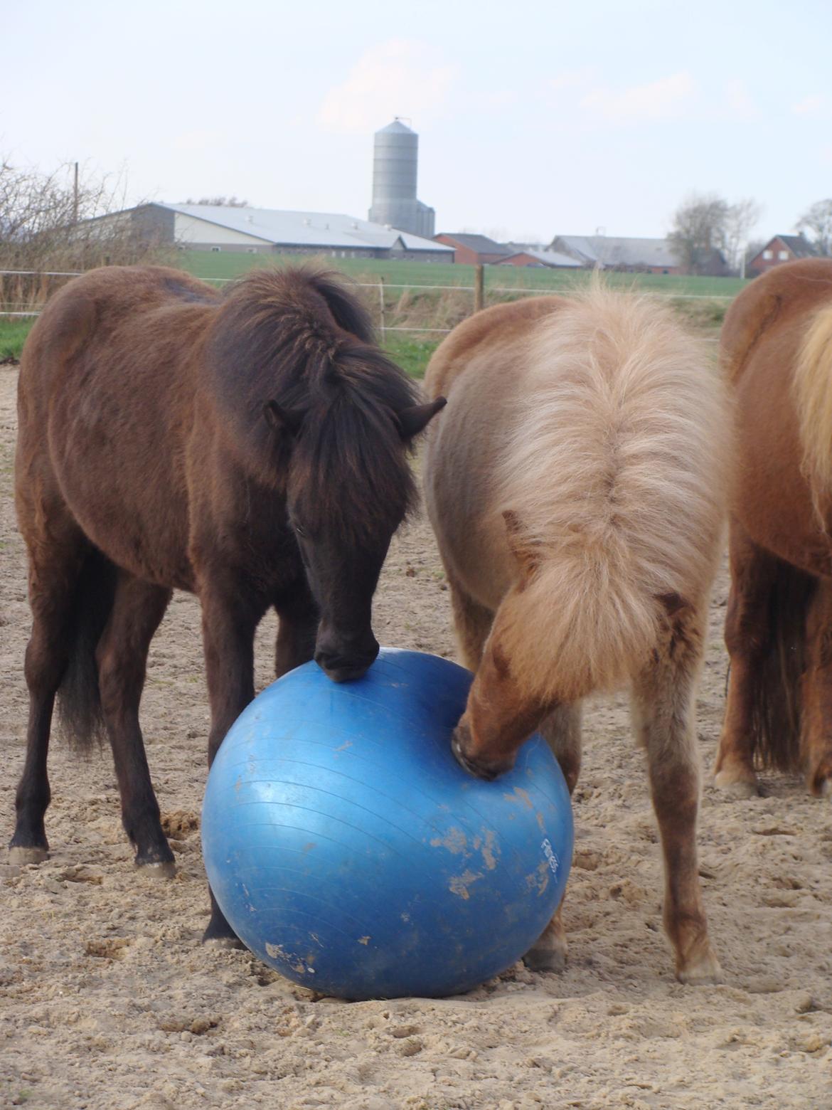 Islænder Gjöf fra Østervang billede 28