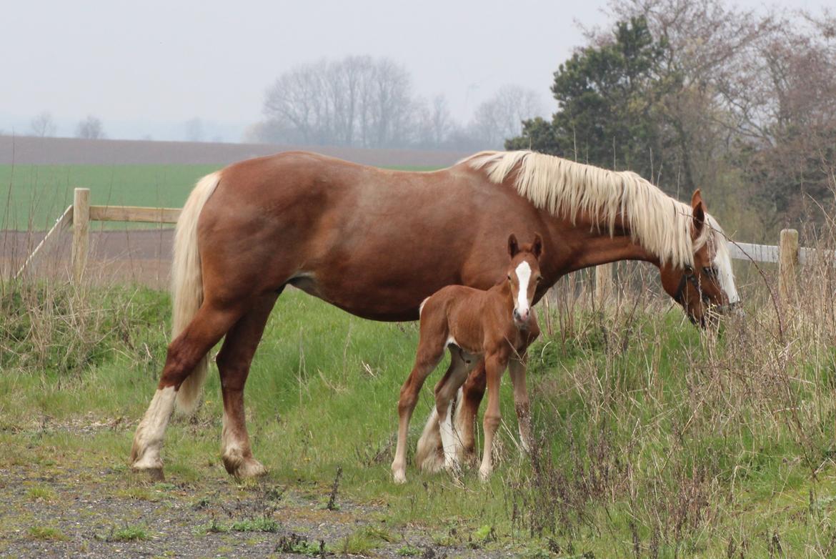 Welsh Cob (sec D) Royal Gogo  - ude for første gang.  billede 7