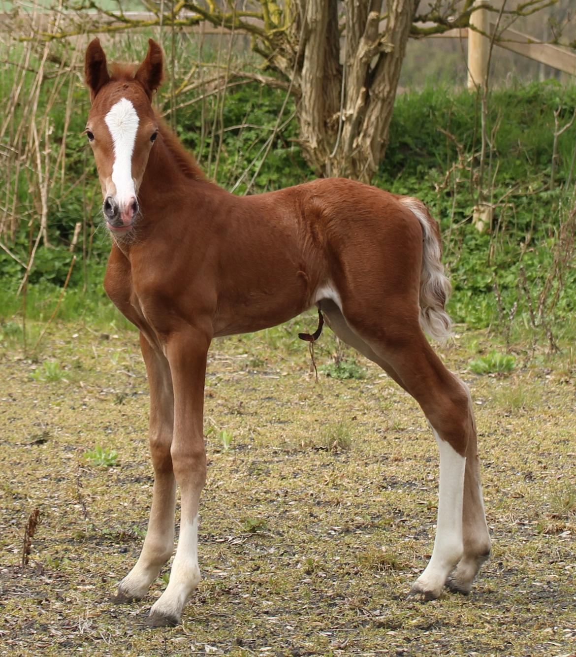 Welsh Cob (sec D) Royal Gogo  - 3 dage gammel. billede 2