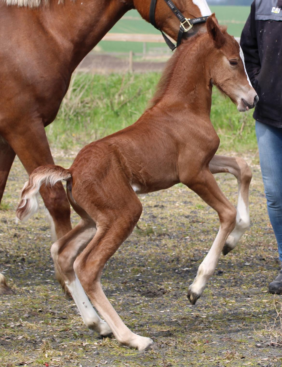 Welsh Cob (sec D) Royal Gogo  - 3 dage gammel. billede 10