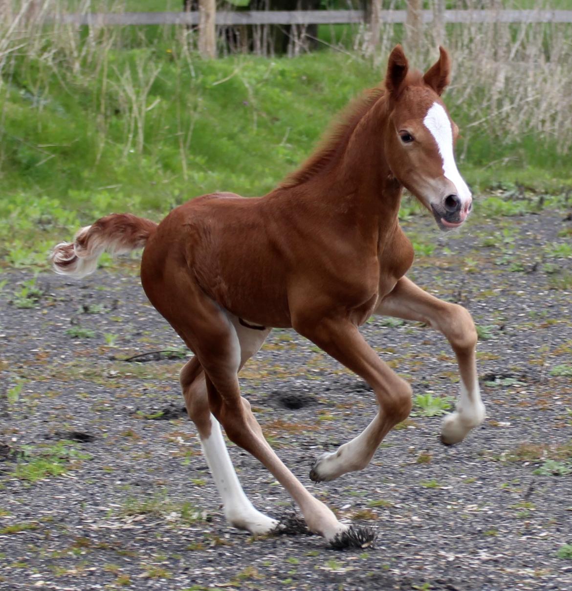 Welsh Cob (sec D) Royal Gogo  - 3 dage gammel.  billede 11