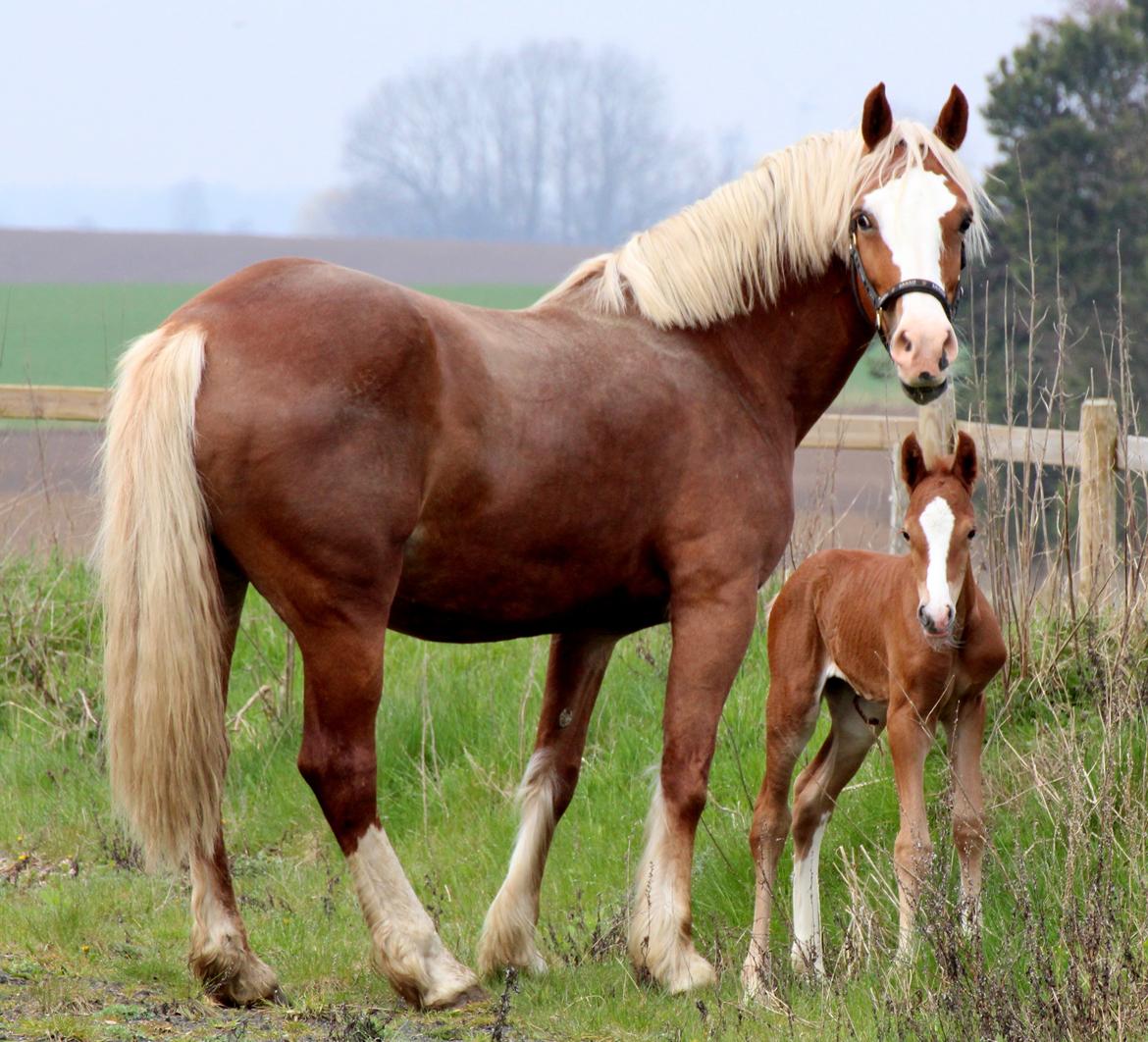 Welsh Cob (sec D) Royal Gogo  - ude for første gang.  billede 8