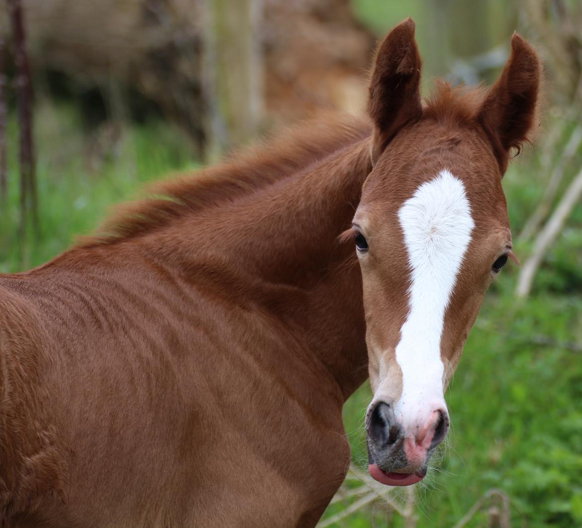Welsh Cob (sec D) Royal Gogo  - 3 dage gammel. billede 13