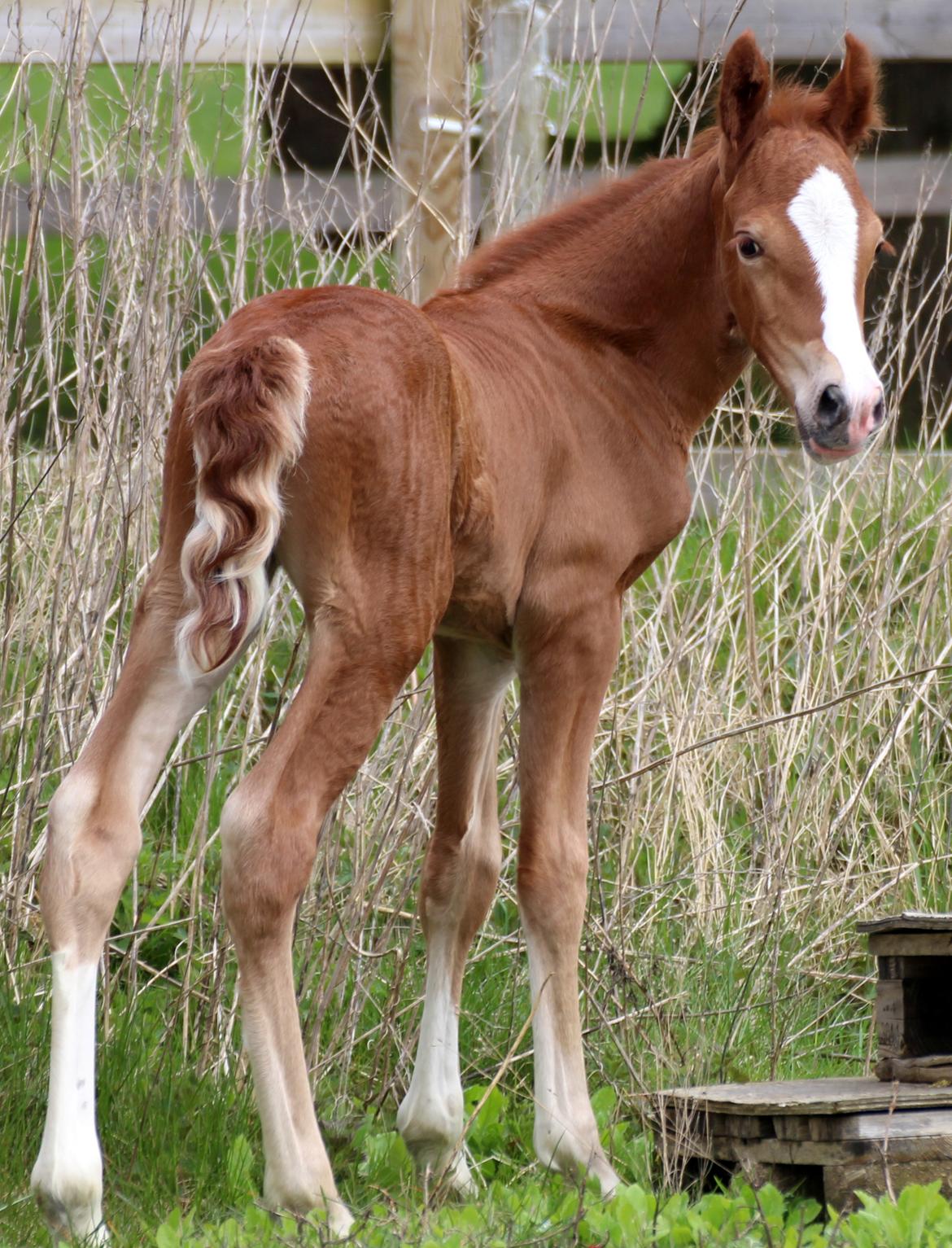 Welsh Cob (sec D) Royal Gogo  - 3 dage gammel.  billede 12