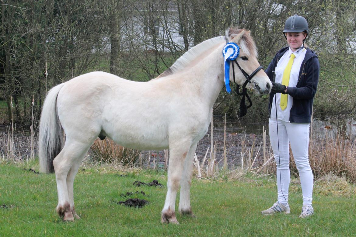 Fjordhest Lamhaves Casjo Sejr - Til plagskue i Egvted, april 2016 billede 5