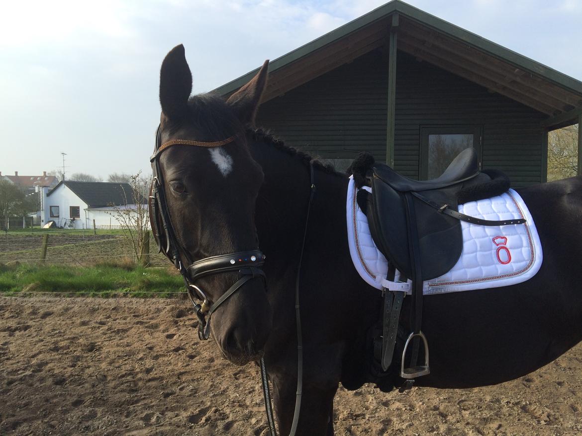 Oldenborg Maggie Tisted - April 2016 billede 46