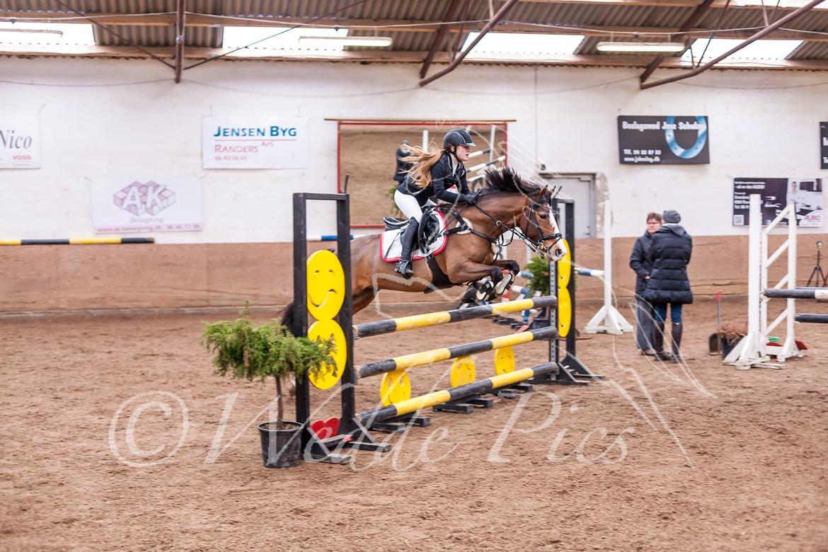 DSP Fjordglimt's afrodite billede 14