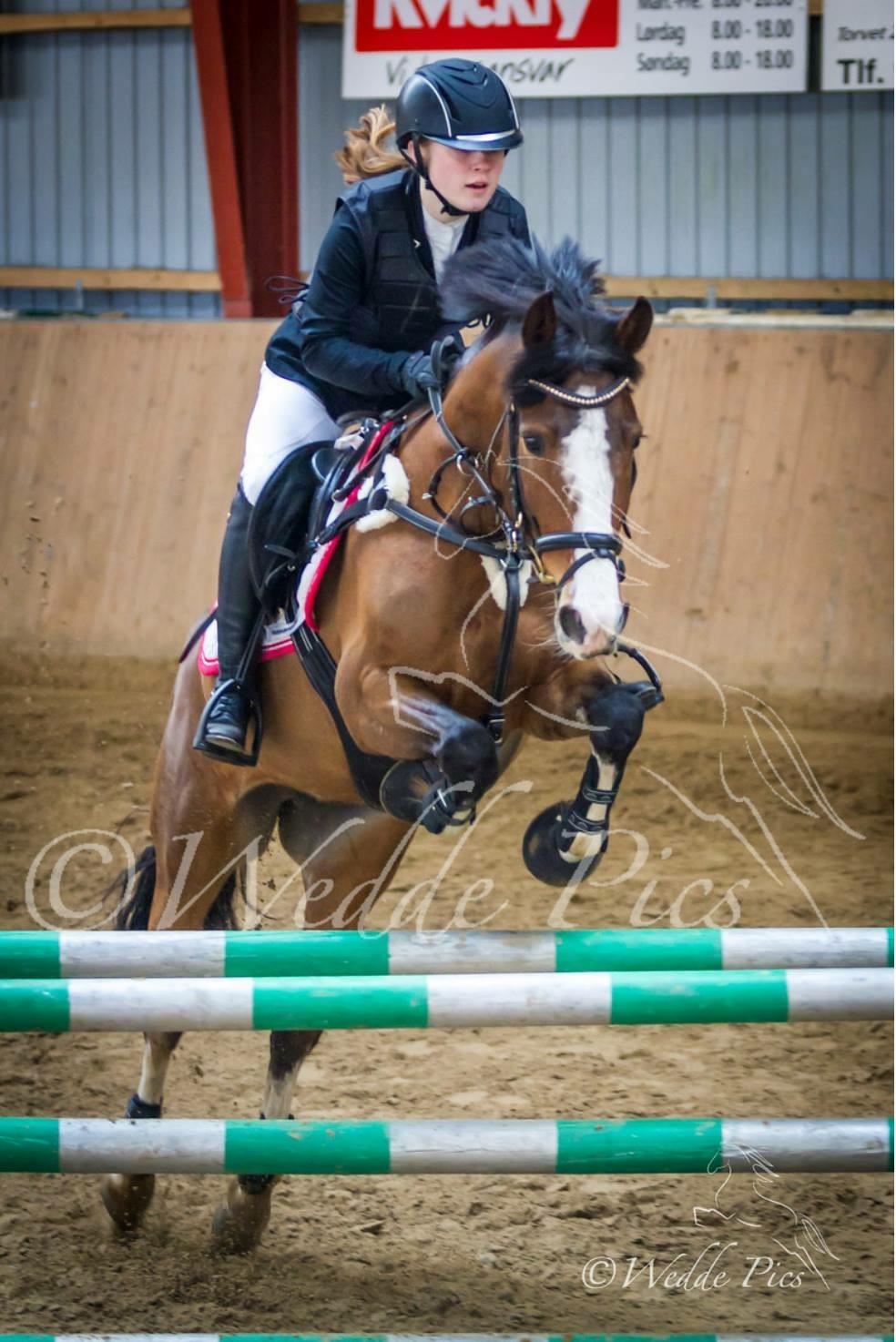 DSP Fjordglimt's afrodite billede 16