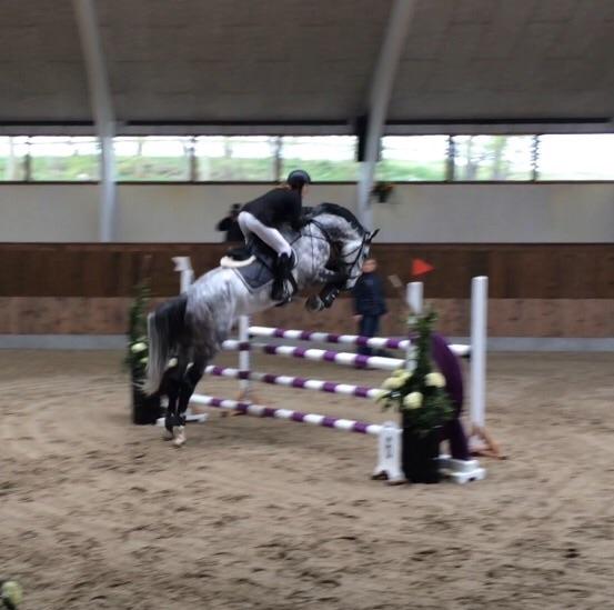 Anden særlig race C. G. Cool Cash billede 13