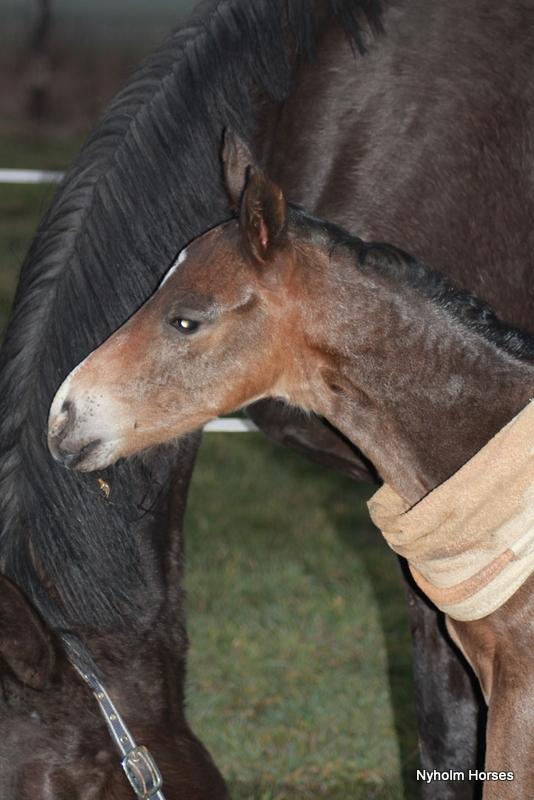 Oldenborg Mischa Nyholm billede 5