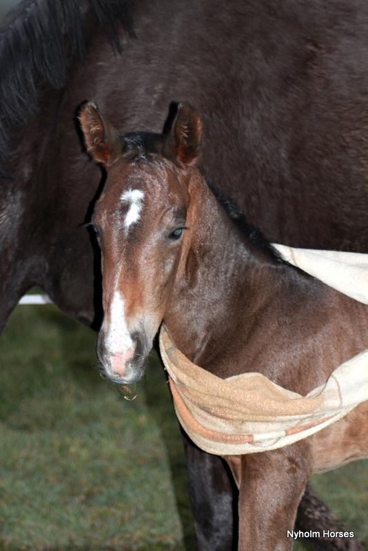 Oldenborg Mischa Nyholm billede 6
