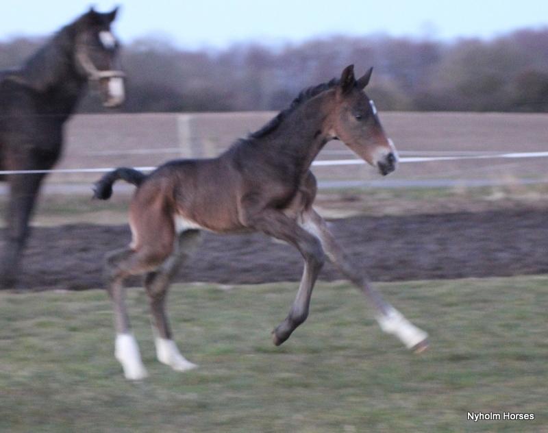 Oldenborg Mischa Nyholm billede 7