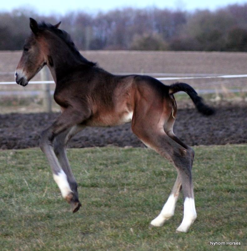 Oldenborg Mischa Nyholm billede 3