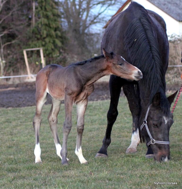 Oldenborg Mischa Nyholm billede 9