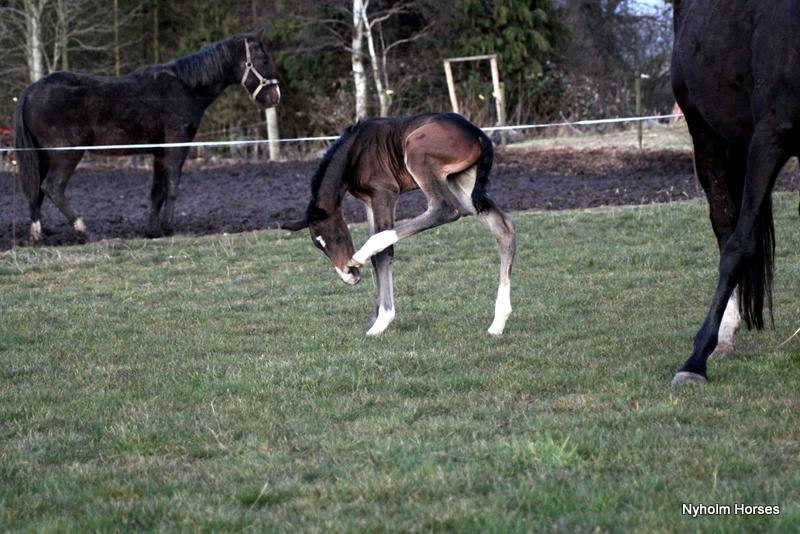 Oldenborg Mischa Nyholm billede 10