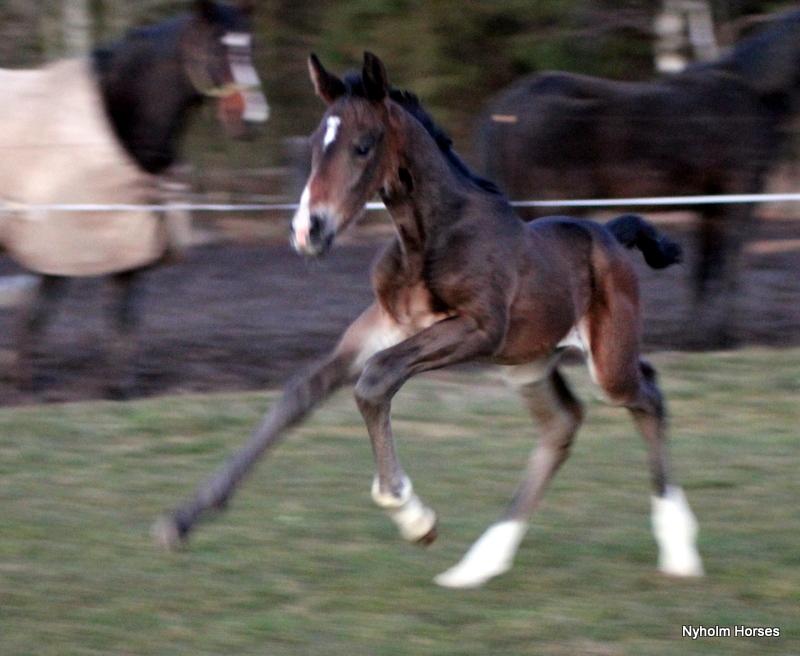 Oldenborg Mischa Nyholm billede 11